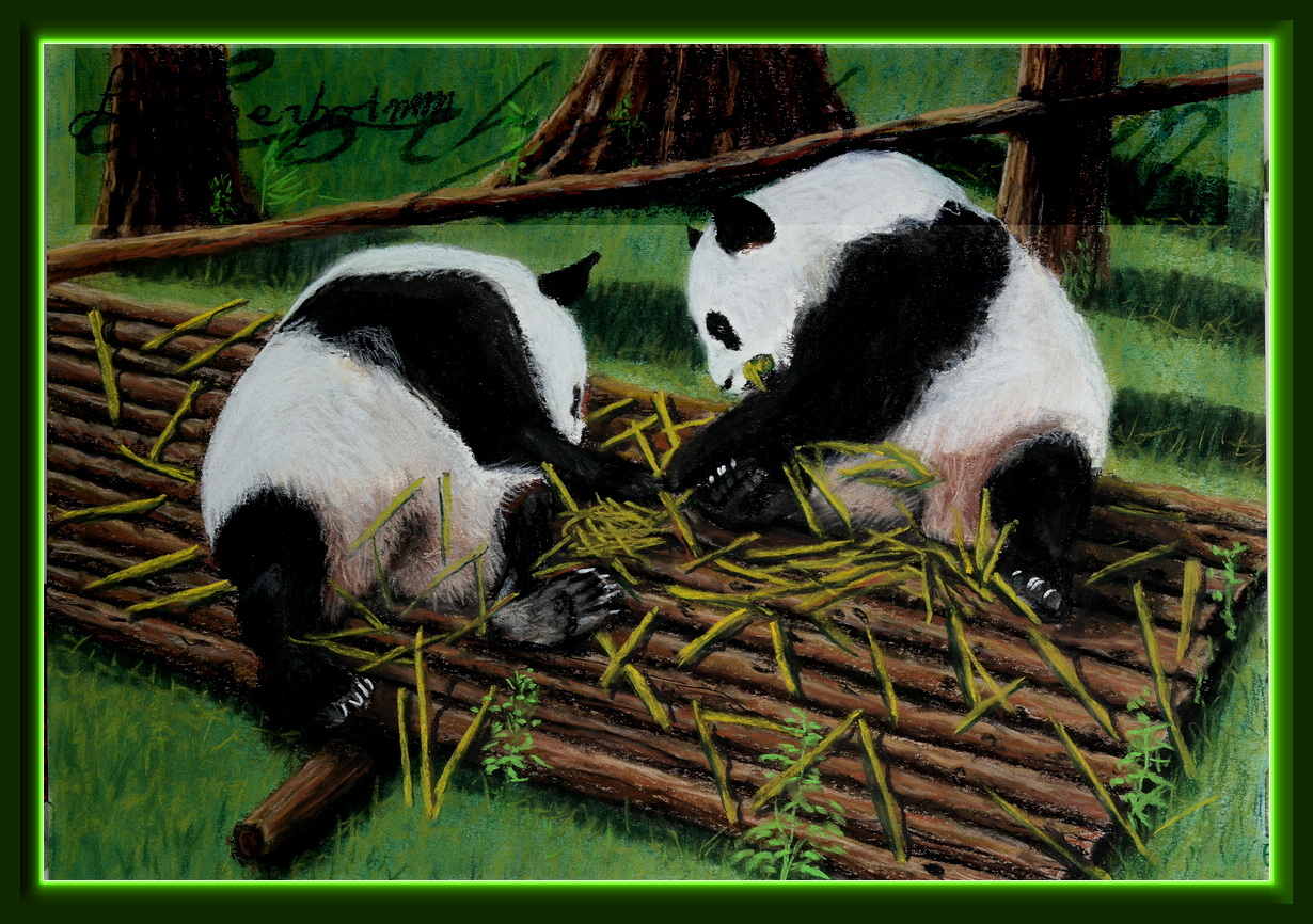 Panda eats Bamboo. Lorberboim Soft Pastel Painting.